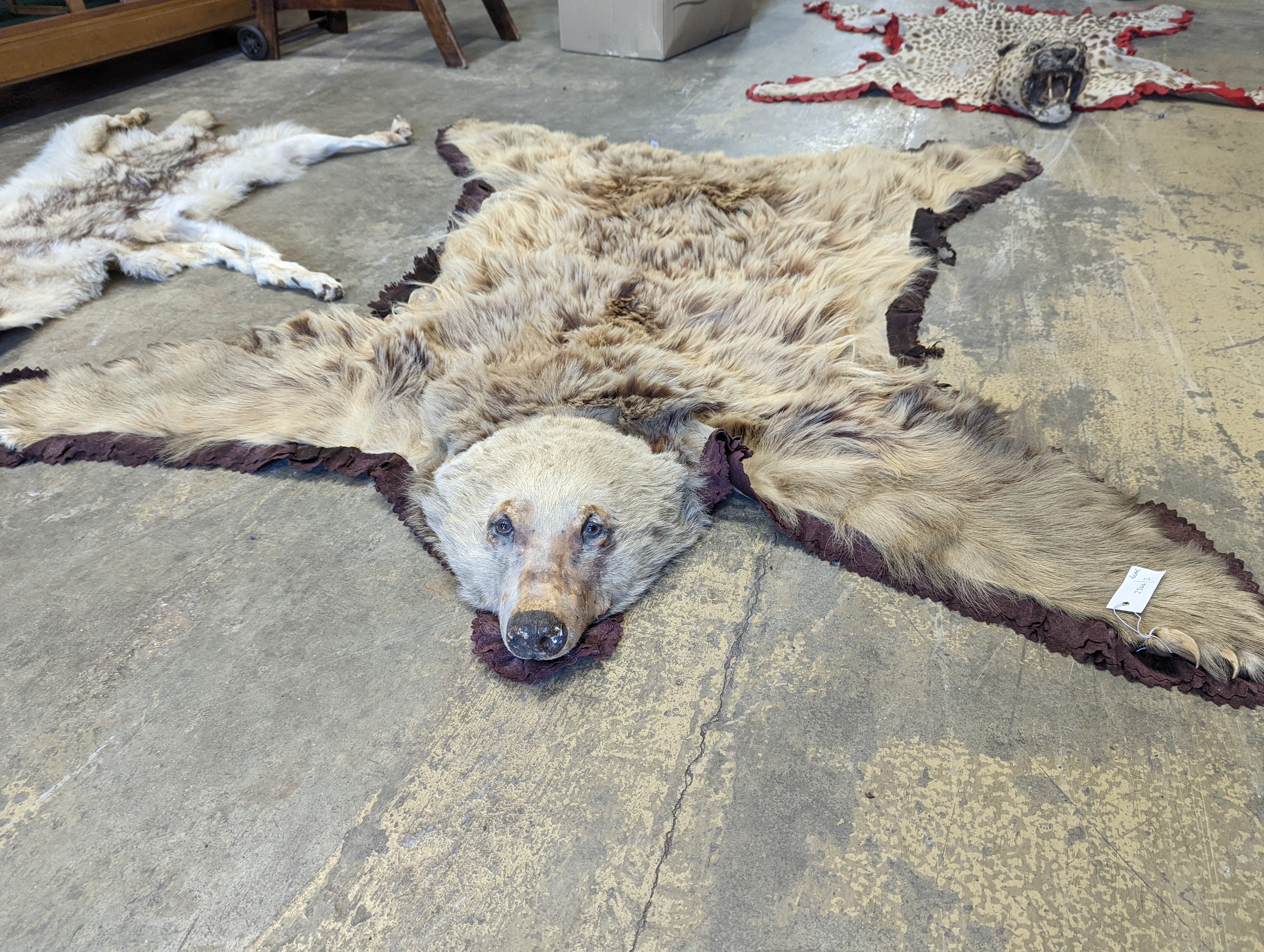 Taxidermy, a Brown Bear skin rug with head and stitched felt border, nose to tail 155cm together with a wolf skin